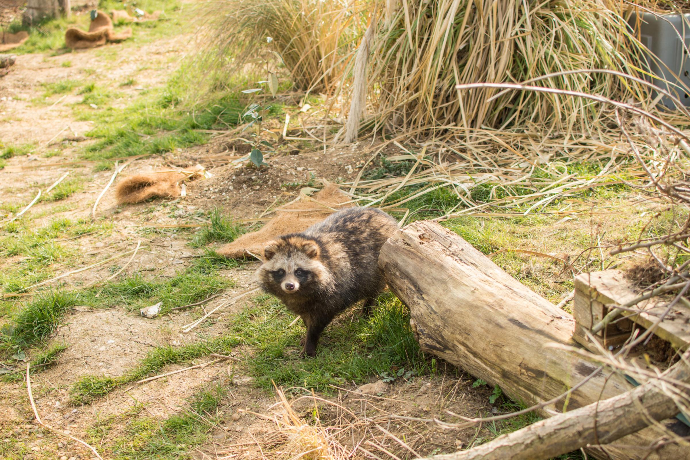 The exotic animals rescued in Herts - including the rescue of a raccoon dog